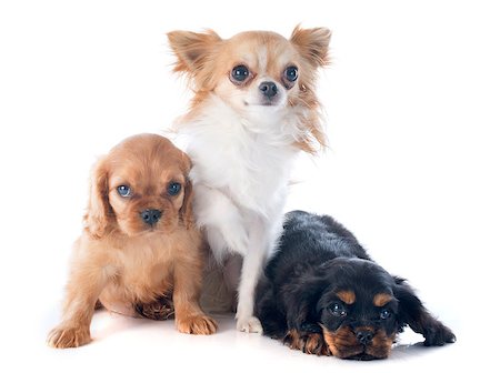 simsearch:400-06874938,k - puppies cavalier king charles and chihuahua in front of white background Stock Photo - Budget Royalty-Free & Subscription, Code: 400-07322946