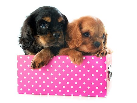 simsearch:400-06874938,k - young puppy cavalier king charles in front of white background Stock Photo - Budget Royalty-Free & Subscription, Code: 400-07322949