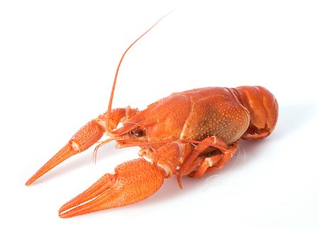 river crayfish in front of white background Stock Photo - Budget Royalty-Free & Subscription, Code: 400-07322940