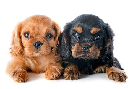 simsearch:400-06874938,k - young puppies cavalier king charles in front of white background Stock Photo - Budget Royalty-Free & Subscription, Code: 400-07322943