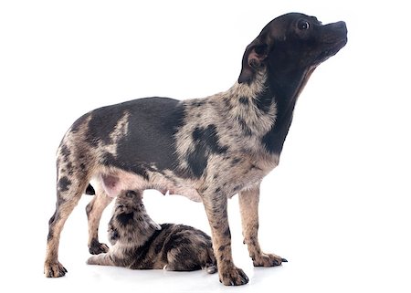 simsearch:400-05888313,k - portrait of a cute purebred  puppy and his mother chihuahua in front of white background Photographie de stock - Aubaine LD & Abonnement, Code: 400-07323238