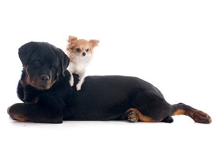 simsearch:400-06565925,k - portrait of a purebred puppy rottweiler and rottweiler in front of white background Photographie de stock - Aubaine LD & Abonnement, Code: 400-07323244