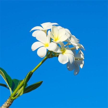 Frangipani, White flower on blue sky background Fotografie stock - Microstock e Abbonamento, Codice: 400-07323368