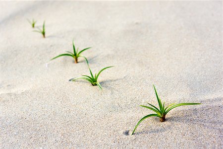 Green seedling on beach Fotografie stock - Microstock e Abbonamento, Codice: 400-07323402