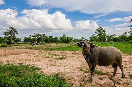 Thai water buffalo in the rice field countryside Stock Photo - Budget Royalty-Free & Subscription, Code: 400-07323527