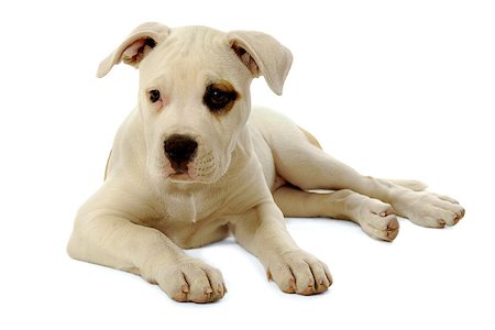 staffordshire - Sweet sad puppy resting on a white background Stockbilder - Microstock & Abonnement, Bildnummer: 400-07323529