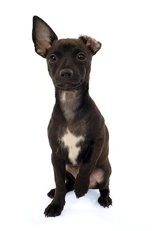 simsearch:400-07303856,k - Chihuahua puppy dog sitting on a white background Stock Photo - Budget Royalty-Free & Subscription, Code: 400-07323521