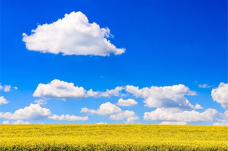 simsearch:400-09224451,k - Field of yellow flowers with blue sky and white clouds during sunny day Stock Photo - Budget Royalty-Free & Subscription, Code: 400-07323602