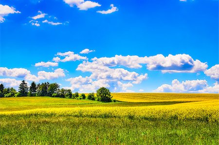 simsearch:400-09224451,k - Field of yellow flowers with and green meadow during sunny day Stock Photo - Budget Royalty-Free & Subscription, Code: 400-07323603