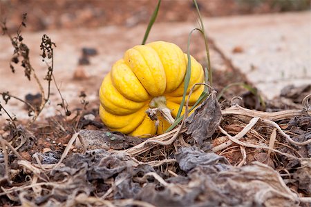 simsearch:400-07224405,k - fresh orange yellow pumpkin in garden outdoor in summer autumn Photographie de stock - Aubaine LD & Abonnement, Code: 400-07323755