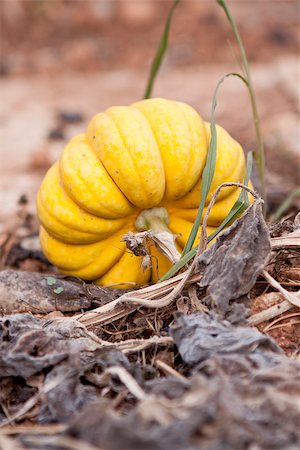 simsearch:400-05714074,k - fresh orange yellow pumpkin in garden outdoor in summer autumn Foto de stock - Royalty-Free Super Valor e Assinatura, Número: 400-07323756