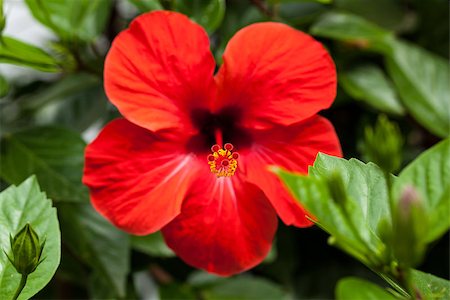 simsearch:689-03129821,k - beautiful red hibiscus flower in summer outdoor macro closeup Foto de stock - Royalty-Free Super Valor e Assinatura, Número: 400-07323784