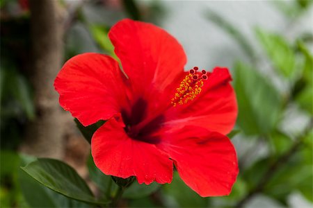 simsearch:689-03129821,k - beautiful red hibiscus flower in summer outdoor macro closeup Foto de stock - Royalty-Free Super Valor e Assinatura, Número: 400-07323786