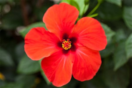 simsearch:689-03129821,k - beautiful red hibiscus flower in summer outdoor macro closeup Foto de stock - Royalty-Free Super Valor e Assinatura, Número: 400-07323789