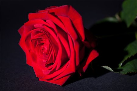 simsearch:689-03124881,k - beautiful red rose flower on black background macro detail card Foto de stock - Super Valor sin royalties y Suscripción, Código: 400-07323967
