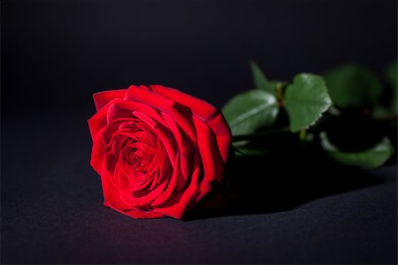 simsearch:689-03124881,k - beautiful red rose flower on black background macro detail card Foto de stock - Super Valor sin royalties y Suscripción, Código: 400-07323968