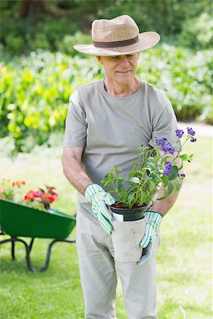 senior man gardener - Portrait of a smiling mature man holding potted plant in the garden Stock Photo - Budget Royalty-Free & Subscription, Code: 400-07337017