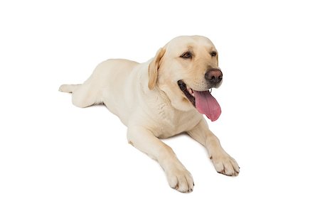 Yellow labrador dog lying on white background Foto de stock - Royalty-Free Super Valor e Assinatura, Número: 400-07337515