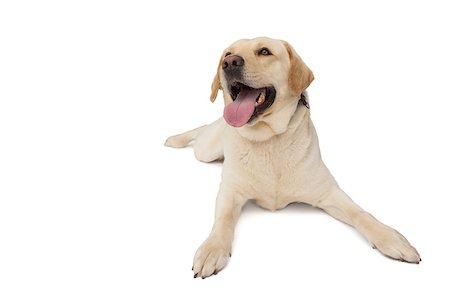 Yellow labrador dog lying with tongue out on white background Foto de stock - Royalty-Free Super Valor e Assinatura, Número: 400-07337516