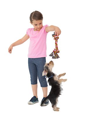 Cute yorkshire terrier puppy playing with little girl holding chew toy on white background Stock Photo - Budget Royalty-Free & Subscription, Code: 400-07337536