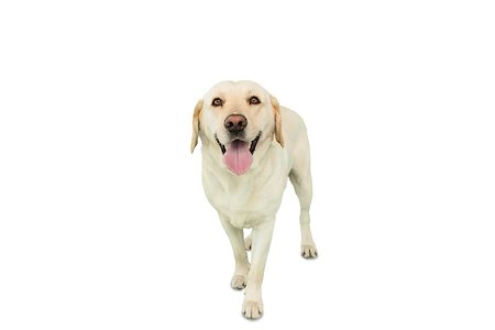 Yellow labrador dog standing on white background Foto de stock - Royalty-Free Super Valor e Assinatura, Número: 400-07337547