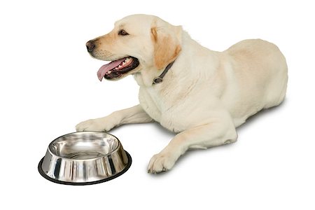 Cute labrador dog lying beside water bottle on white background Foto de stock - Royalty-Free Super Valor e Assinatura, Número: 400-07337549