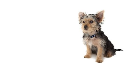 Cute yorkshire terrier puppy sitting on white background Fotografie stock - Microstock e Abbonamento, Codice: 400-07337555