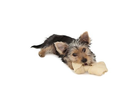 Yorkshire terrier puppy munching on a bone on white background Photographie de stock - Aubaine LD & Abonnement, Code: 400-07337557