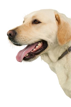 Cute labrador dog on white background Foto de stock - Royalty-Free Super Valor e Assinatura, Número: 400-07337552