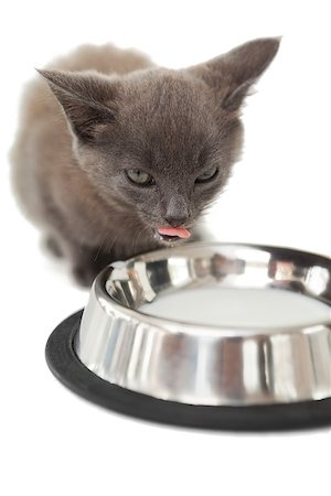 Grey kitten lapping up milk in a bowl on white background Photographie de stock - Aubaine LD & Abonnement, Code: 400-07337561