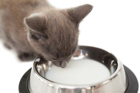 Grey kitten drinking up milk in a bowl on white background Stock Photo - Budget Royalty-Free & Subscription, Code: 400-07337562