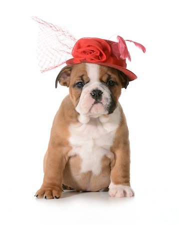 simsearch:400-04307087,k - female puppy - english bulldog wearing red hat isolated on white background - 7 weeks old Foto de stock - Royalty-Free Super Valor e Assinatura, Número: 400-07337608