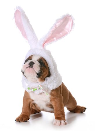 simsearch:400-04576043,k - dog dressed up like a bunny isolated on white background - 7 weeks old Stock Photo - Budget Royalty-Free & Subscription, Code: 400-07337603