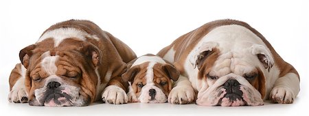 father son and grandson dogs - english bulldogs with three generations laying down side by side isolated on white background - father two years, son 10 weeks, grandfather 4 years Stock Photo - Budget Royalty-Free & Subscription, Code: 400-07337611