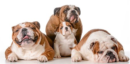 dog family - english bulldog great grandmother in back with father, son and grandfather in front Stockbilder - Microstock & Abonnement, Bildnummer: 400-07337613