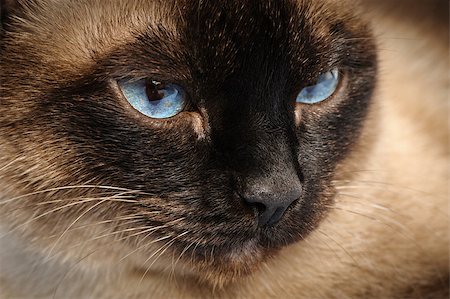 starush (artist) - sad siamese cat face macro extreme closeup Stockbilder - Microstock & Abonnement, Bildnummer: 400-07337646