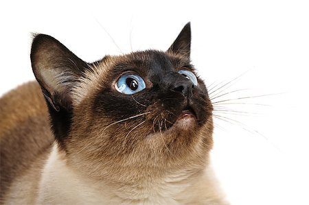 simsearch:400-07337646,k - Closeup of cute blue-eyed siamese cat isolated on white. Whiskers are striped. Photographie de stock - Aubaine LD & Abonnement, Code: 400-07337647