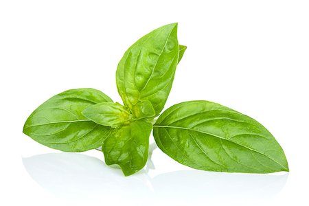 Fresh basil. Isolated on white background Stock Photo - Budget Royalty-Free & Subscription, Code: 400-07337717