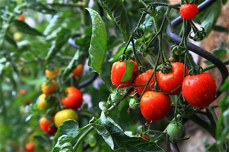 natural tomatoes as very nice vegetable background Stock Photo - Budget Royalty-Free & Subscription, Code: 400-07338356