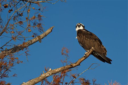 fischadler - An Osprey (Pandion haliaetus) perching on a branch in the Florida Everglades looking for something to eat. Stockbilder - Microstock & Abonnement, Bildnummer: 400-07338929