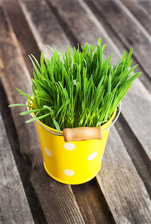 simsearch:400-04348779,k - Fresh green grass in a small yellow bucket on wooden table Stockbilder - Microstock & Abonnement, Bildnummer: 400-07338955