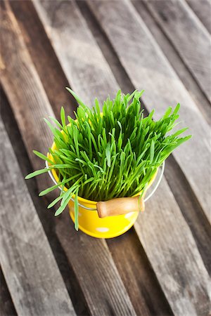 simsearch:400-04348779,k - Fresh green grass in a small yellow bucket on wooden table Fotografie stock - Microstock e Abbonamento, Codice: 400-07338956