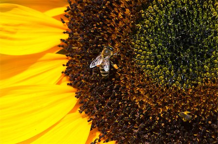 simsearch:400-04348779,k - bee on sunflower collects pollen on a sunny day Fotografie stock - Microstock e Abbonamento, Codice: 400-07339008