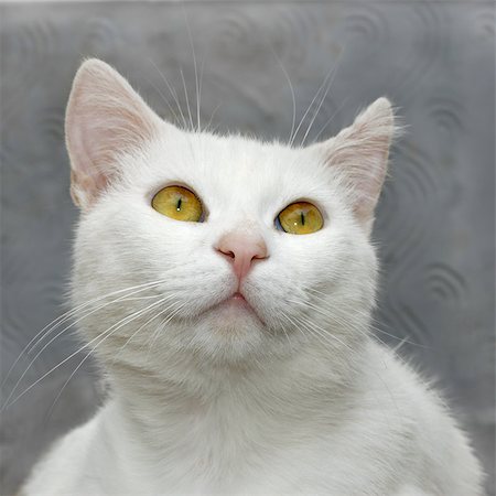 qiiip (artist) - Portrait of a white cute domestic cat close up on a background of gray wall Stock Photo - Budget Royalty-Free & Subscription, Code: 400-07330007