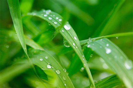 dewdrops grass - Dew on a grass in spring Stock Photo - Budget Royalty-Free & Subscription, Code: 400-07330086