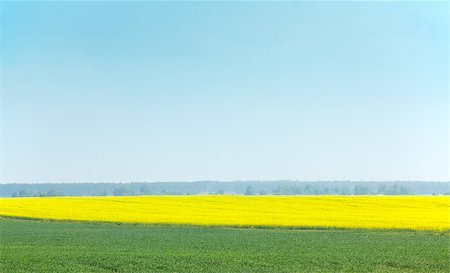 simsearch:400-06919516,k - Fields planted with cereals and oilseed rape flowering Stock Photo - Budget Royalty-Free & Subscription, Code: 400-07330088