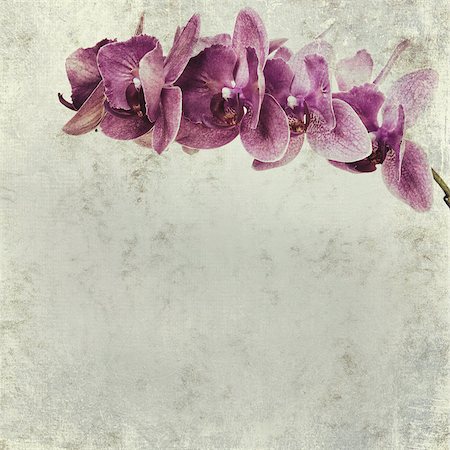 simsearch:400-05923102,k - textured old paper background with magenta phalaenopsis orchid Stockbilder - Microstock & Abonnement, Bildnummer: 400-07330157