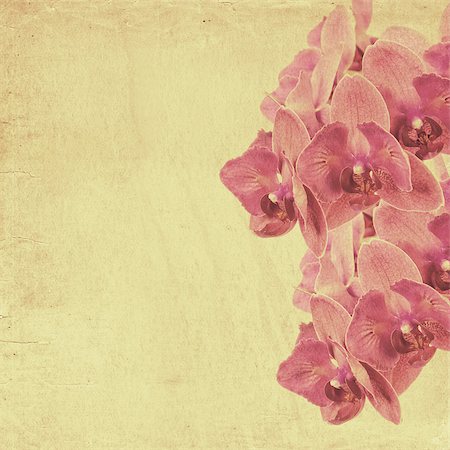 simsearch:400-05923102,k - textured old paper background with magenta phalaenopsis orchid Stockbilder - Microstock & Abonnement, Bildnummer: 400-07330158