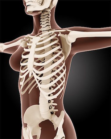 simsearch:400-06768229,k - 3D render of a female medical skeleton Fotografie stock - Microstock e Abbonamento, Codice: 400-07330174