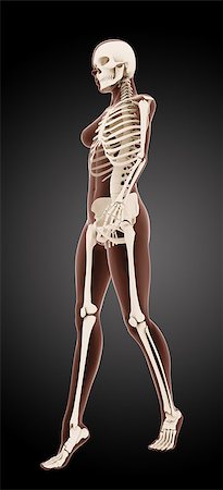 simsearch:400-06768229,k - 3D render of a female medical skeleton walking Fotografie stock - Microstock e Abbonamento, Codice: 400-07330190